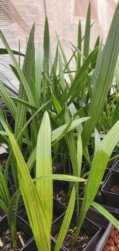 Old 1 medjool date - 3+,