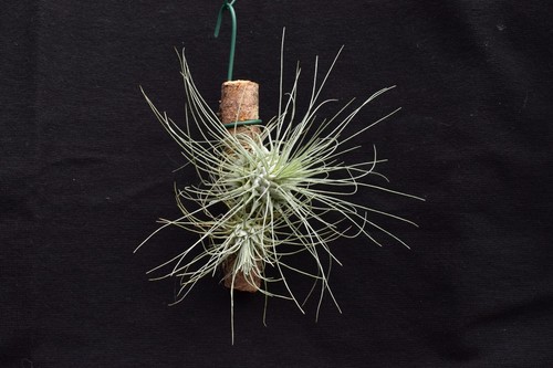 Tillandsia fucsii