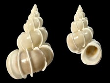 Epitoniidae epitonium - epitoniidae,,
