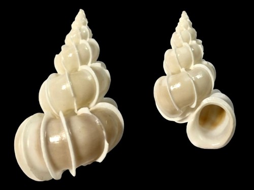 Epitoniidae epitonium - epitoniidae,,