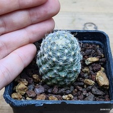 Pediocactus parainei rp80