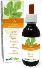 Fico (Ficus Carica)