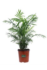 Pianta chamaedorea elegans - pianta,