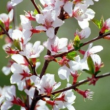 Pianta prunus tomentosa - 1, di