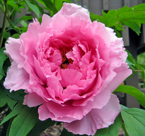Peonia flor rosa - , paeonia