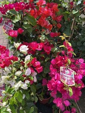 1 PIANTA DI BOUGAINVILLEA A