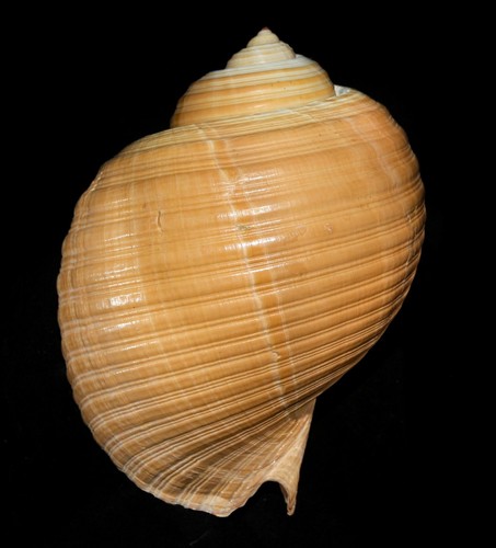 Conchiglia tonna zonata - tonna,