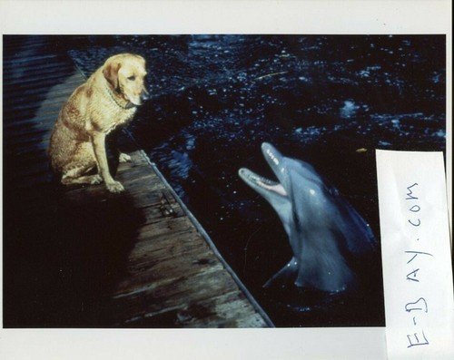 Flipper show 8x10 - tv,