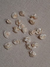 79 - LOTTO N.  19  FIORI BEIGE