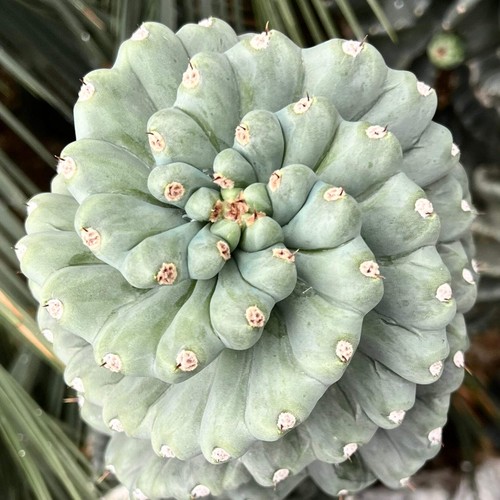 Cereus peruvianus spiralis - cereus,