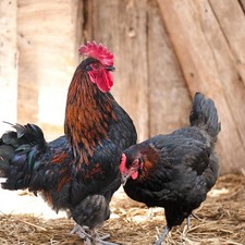 Black Copper Marans Hatching
