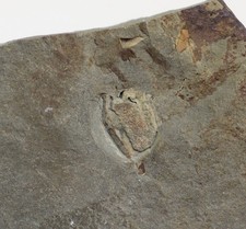 Cystoidea, Trochocystitoides