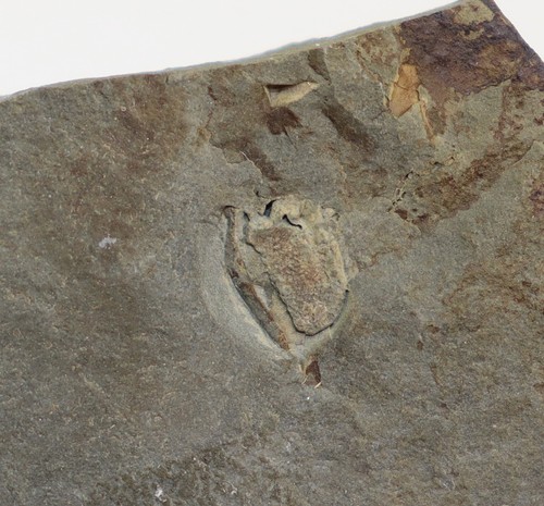 Cystoidea trochocystitoides - cystoidea,,