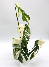 Monstera Albo Borsigiana