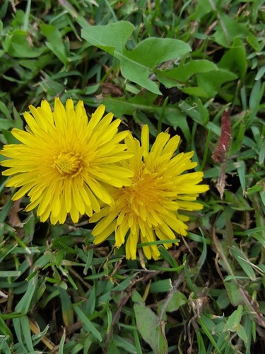 Dente leone taraxacum - leone,
