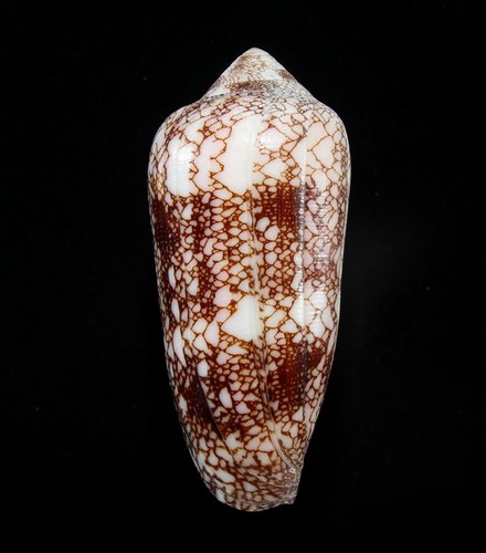 Conchiglia darioconus - conchiglia,