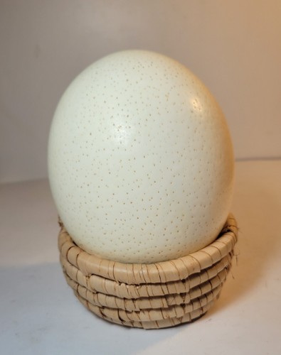 Ostrich egg shell single - ostrich,