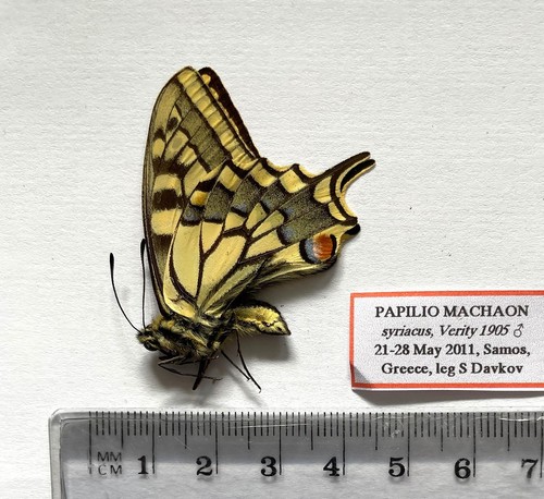 Papilio machaon - papilio,