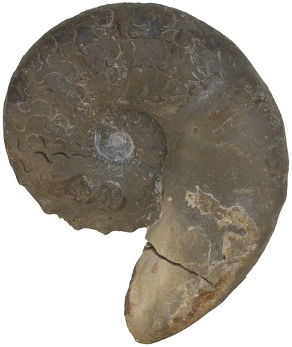 Trias ceratites sublaevigatus - ceratites,