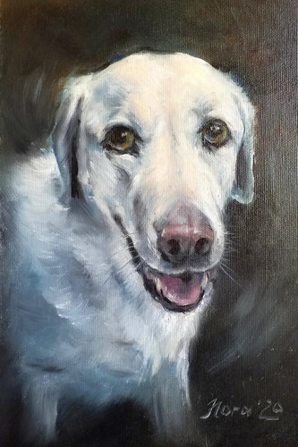 Ritratto cane labrador - cane,