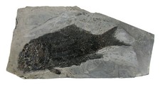 Trias Paralepidotus ornatus