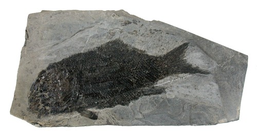 Trias paralepidotus ornatus - ,