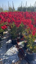 LAGERSTROEMIA INDICA ENDURING rossa GRANDE (vaso da 9L) - FOTO REALI