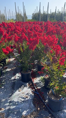 Lagerstroemia indica enduring - indica,