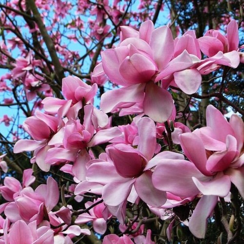 Magnolia campbellii albero - albero, di
