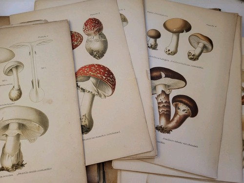 Atlas des champignons - des,