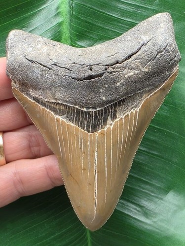 Dente affilato del - , megalodonte