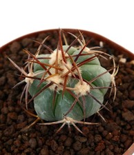Echinocactus horizonthalonius (Desierto de la Soledad, Mexico)