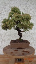 BONSAI GINEPRO (juniperus