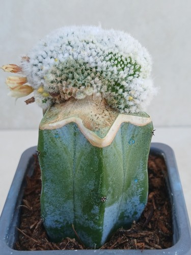 Turbinicarpus dickinsoniae - turbinicarpus,