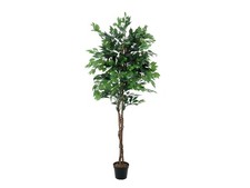 EUROPALMS Ficus Benjamini