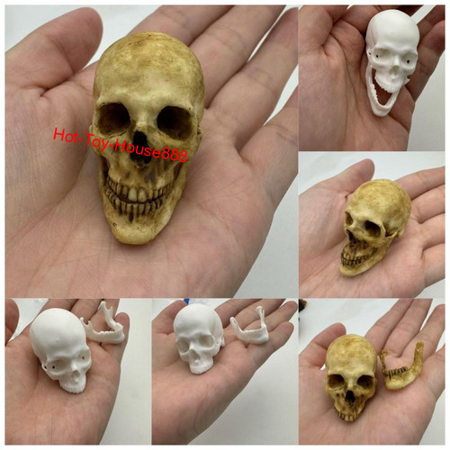 Modellino scheletro testa