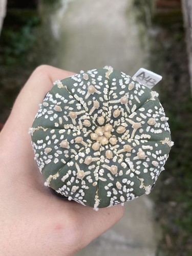 Pianta cactus succulenta - di,