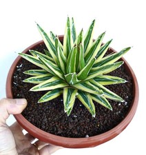 Agave victoriae-reginae cv Shin Yuki Yama VARIEGATA 16 cm - rara variegata
