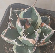 Agave titanota SAD variegata
