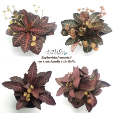 Semi di Euphorbia francoisii