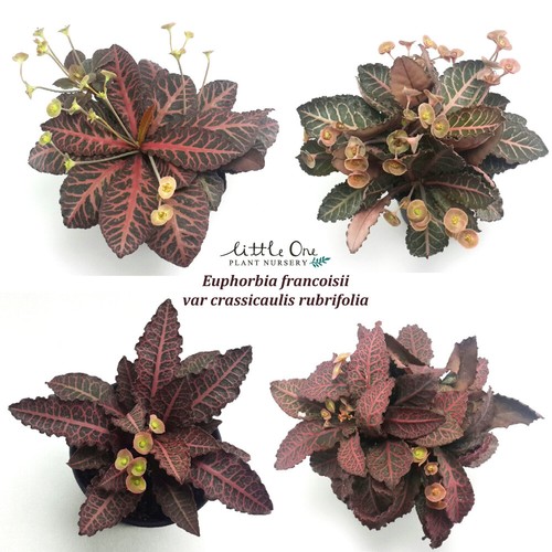 Semi euphorbia francoisii - di,