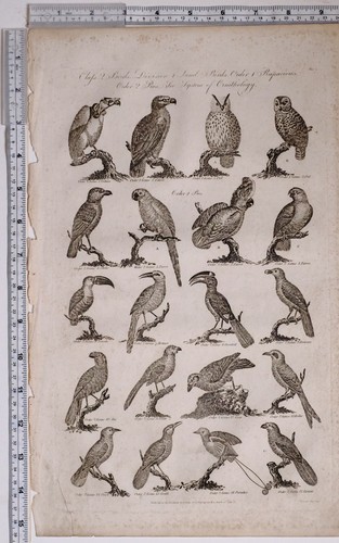 C1795 originale stampa - c1795,
