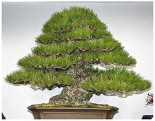 10 semi di Pinus Thunbergii
