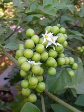 Piccole melanzane semi di bacche di tacchino (Solanum torvum) 1.000+ semi