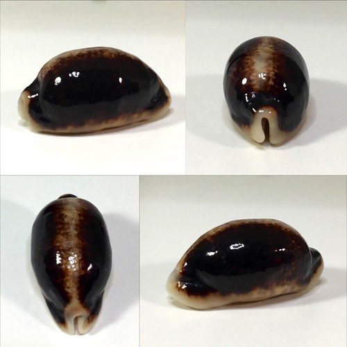 Cypraea eglantina - , f