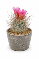 Sclerocactus schleseri SB1015