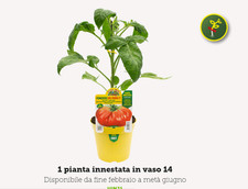 Pianta di Pomodoro Innestato