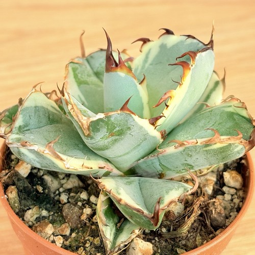 Agave titanota black and - 'black,
