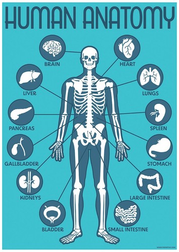Mini poster anatomia umana