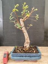 bonsai  quercia   h 38 cm